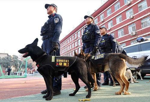 明星看警犬,明星与忠诚伙伴的守护传奇